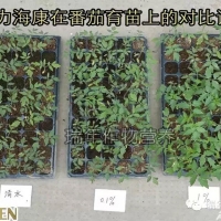 [試驗(yàn)]綠力海康能有效促進(jìn)番茄苗根系生長(zhǎng)，提高苗的強(qiáng)壯性