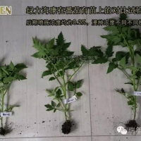 綠力?？翟诜延缭囼?yàn)2—促生長(zhǎng)促開花