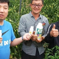 陜西農(nóng)戶應(yīng)用鎧佳620在紅棗轉(zhuǎn)色上