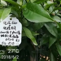 鎧佳硅為您的柑橘生長保駕護(hù)航