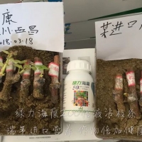 用綠力?？灯咸阎l爆發(fā)式生根