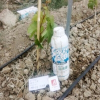 海施康+優(yōu)碳，葡萄幼苗定植生根實驗