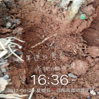 優(yōu)碳+?？?，生根好搭檔