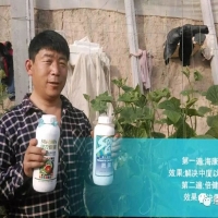 解決蔬菜爛頭——就用?？蹈让捞亟M合
