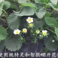 草莓使用溉特靈和智微硼開花俏花序好(視頻)