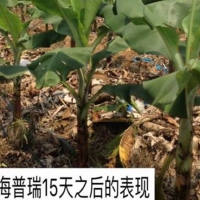 香蕉使用海普瑞，改善黃葉改善土壤狀況