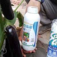 用綠力?？?，茄子烏黑靚麗有光澤