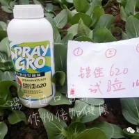 云南菜農(nóng)使用鎧佳620，有效預(yù)防霜霉病