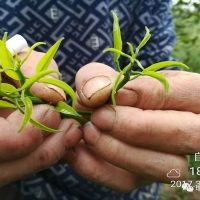 柑橘用海施康，枝頭萌發(fā)旺