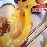 壽光菜農(nóng)使用瑞年進(jìn)口營養(yǎng)套餐獲得好收成