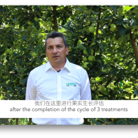益膨達(dá)在意大利蘋果園的使用效果，促進(jìn)果實(shí)自然膨大，更優(yōu)品質(zhì)，更好色澤