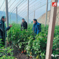 瑞年技術(shù)團(tuán)隊助力平度精品櫻桃番茄