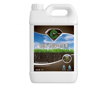 鉆康根深葉茂素