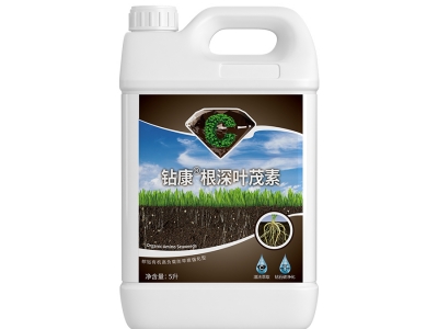 鉆康根深葉茂素